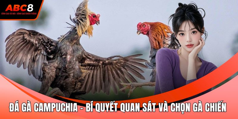 Đá Gà Campuchia - Bí Quyết Quan Sát Và Chọn Gà Chiến