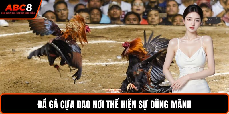 Đá gà cựa dao nơi thể hiện sự dũng mãnh