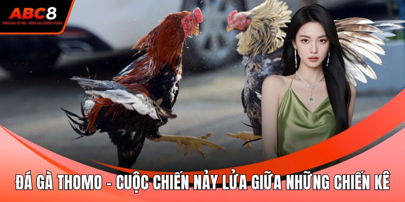 Đá Gà Thomo - Cuộc Chiến Nảy Lửa Giữa Những Chiến Kê