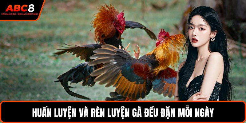 Huấn luyện và rèn luyện gà đều đặn mỗi ngày