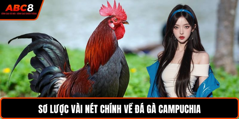 Sơ lược vài nét chính về đá gà Campuchia